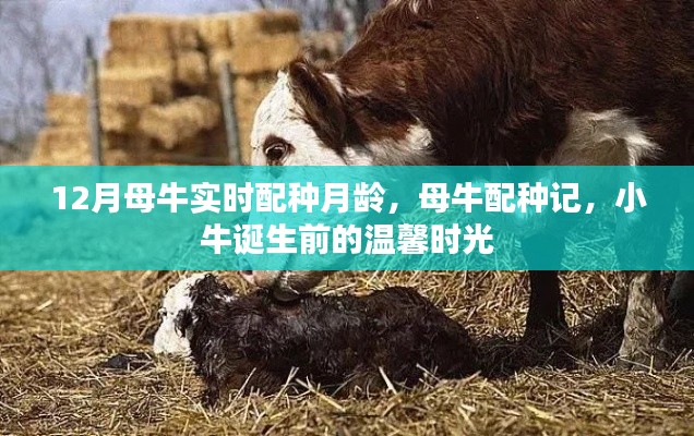 母牛配种记，温馨时光见证小牛诞生前的岁月