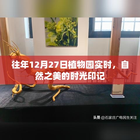 时光印记，植物园往年12月27日的自然之美