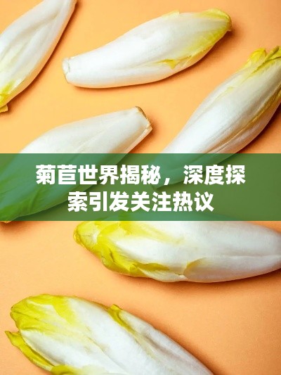 菊苣世界揭秘，深度探索引发关注热议