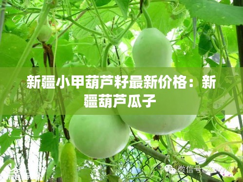 新疆小甲葫芦籽最新价格：新疆葫芦瓜子 
