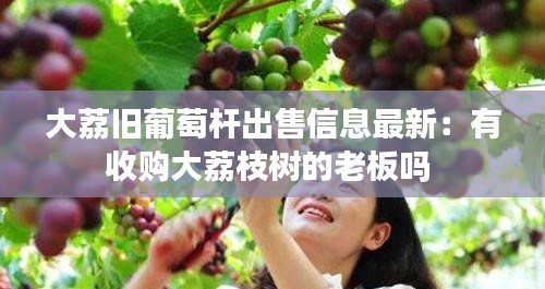 大荔旧葡萄杆出售信息最新：有收购大荔枝树的老板吗 