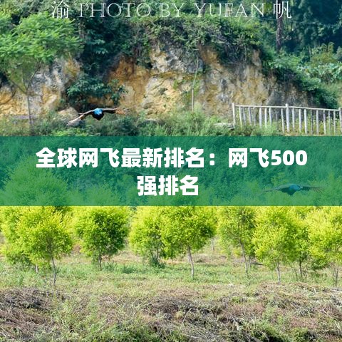 全球网飞最新排名：网飞500强排名 
