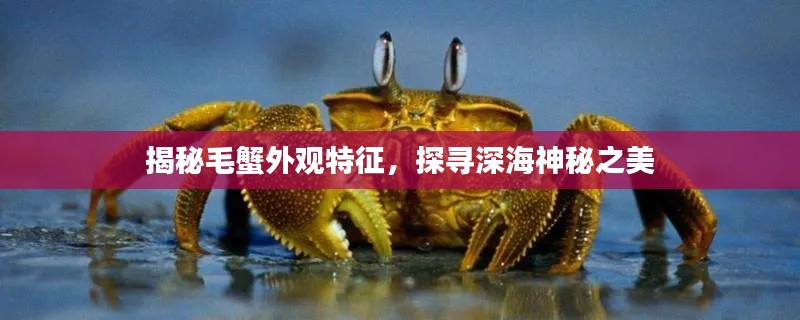 揭秘毛蟹外观特征，探寻深海神秘之美