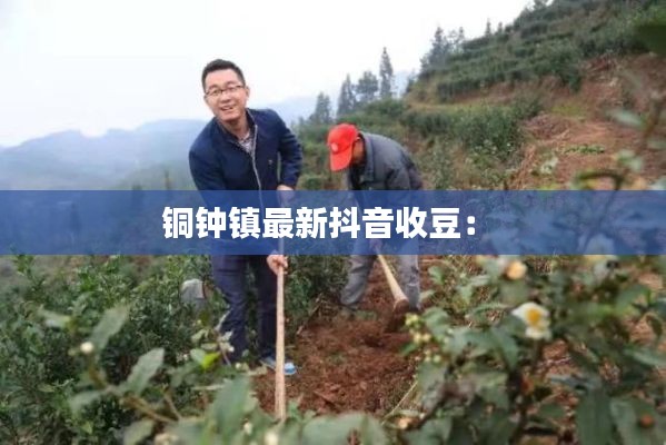 铜钟镇最新抖音收豆： 