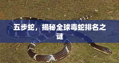 五步蛇，揭秘全球毒蛇排名之谜