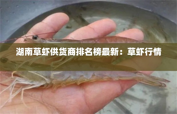 湖南草虾供货商排名榜最新：草虾行情 