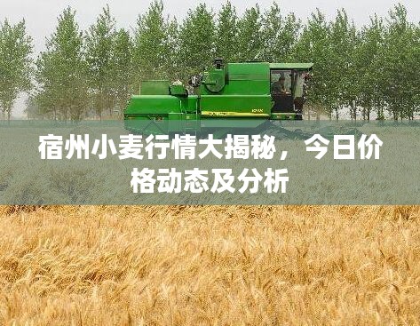 宿州小麦行情大揭秘，今日价格动态及分析