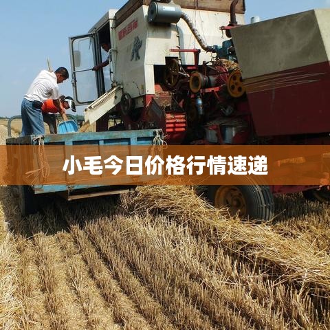 小毛今日价格行情速递