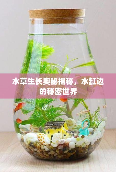 水草生长奥秘揭秘，水缸边的秘密世界