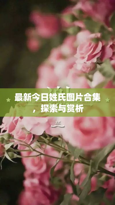 最新今日姓氏图片合集，探索与赏析