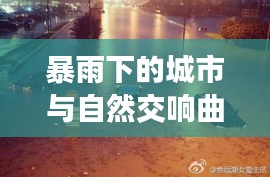 暴雨下的城市与自然交响曲，实时图片报道