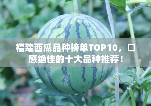 福建西瓜品种榜单TOP10，口感绝佳的十大品种推荐！
