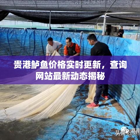 贵港鲈鱼价格实时更新，查询网站最新动态揭秘
