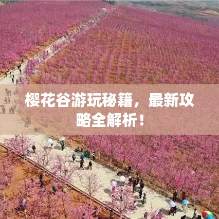 樱花谷游玩秘籍，最新攻略全解析！