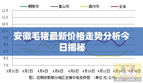 安徽毛猪最新价格走势分析今日揭秘