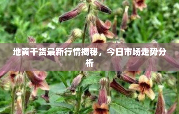 地黄干货最新行情揭秘，今日市场走势分析