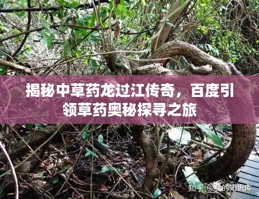 揭秘中草药龙过江传奇，百度引领草药奥秘探寻之旅