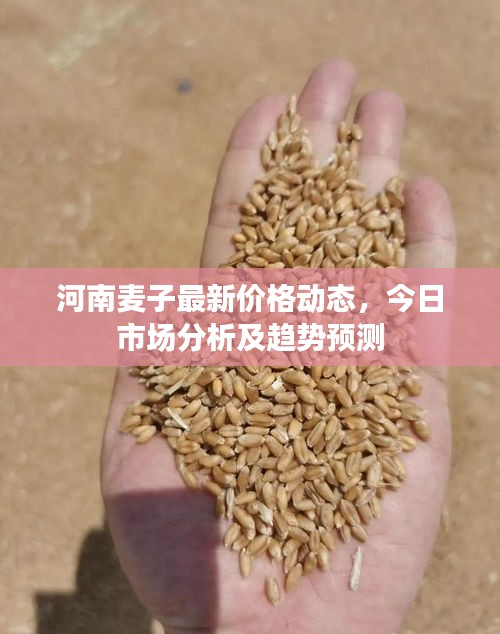河南麦子最新价格动态，今日市场分析及趋势预测