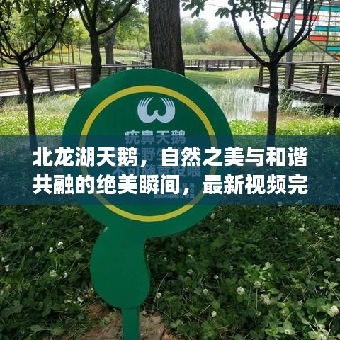 北龙湖天鹅，自然之美与和谐共融的绝美瞬间，最新视频完整版欣赏