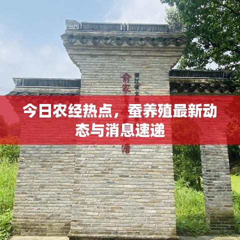 今日农经热点，蚕养殖最新动态与消息速递