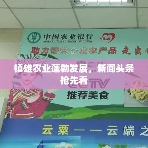 镇雄农业蓬勃发展，新闻头条抢先看