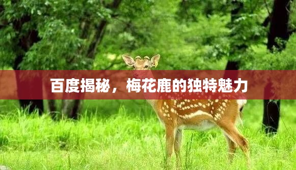 百度揭秘，梅花鹿的独特魅力