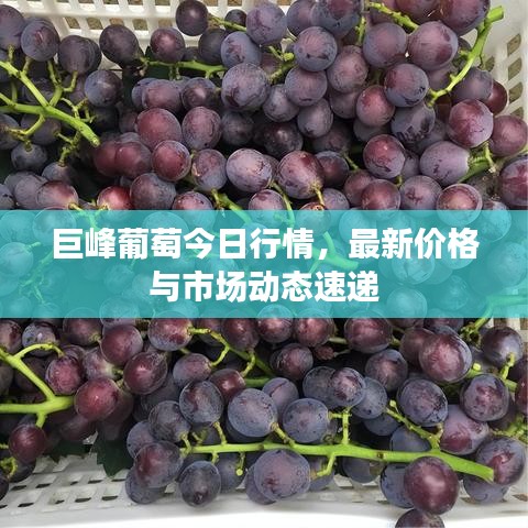 巨峰葡萄今日行情，最新价格与市场动态速递