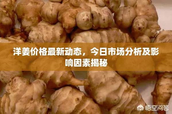 洋姜价格最新动态，今日市场分析及影响因素揭秘