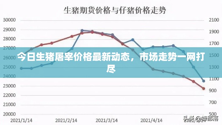今日生猪屠宰价格最新动态，市场走势一网打尽