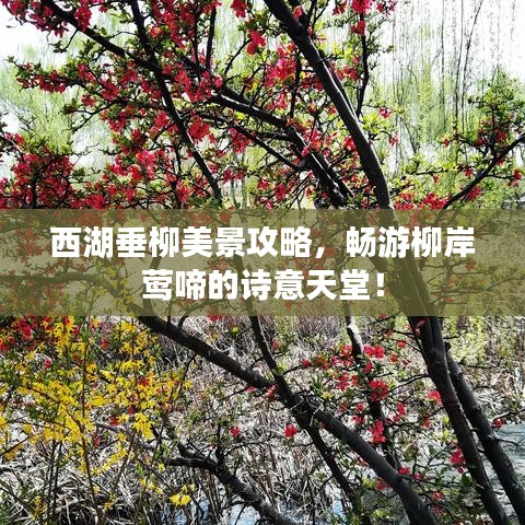 西湖垂柳美景攻略，畅游柳岸莺啼的诗意天堂！