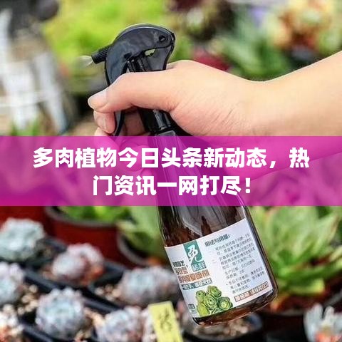 多肉植物今日头条新动态，热门资讯一网打尽！