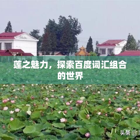 莲之魅力，探索百度词汇组合的世界