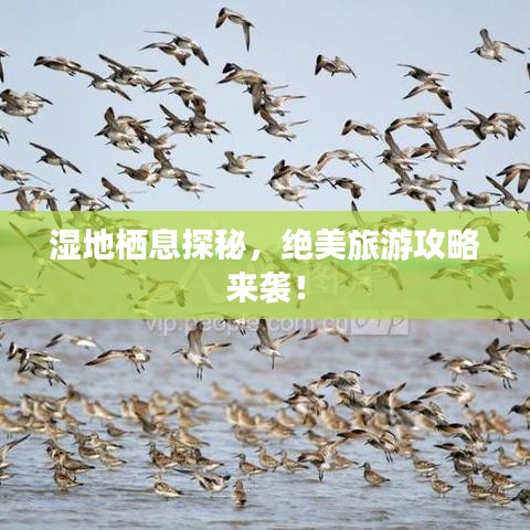 湿地栖息探秘，绝美旅游攻略来袭！