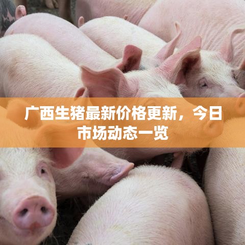 广西生猪最新价格更新，今日市场动态一览
