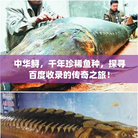 中华鲟，千年珍稀鱼种，探寻百度收录的传奇之旅！