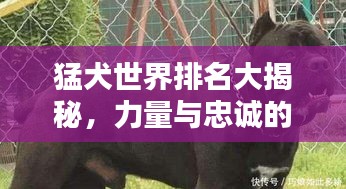 猛犬世界排名大揭秘，力量与忠诚的极致融合！