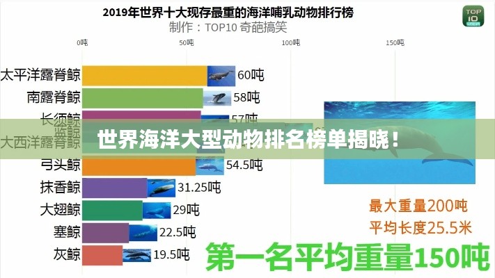 世界海洋大型动物排名榜单揭晓！