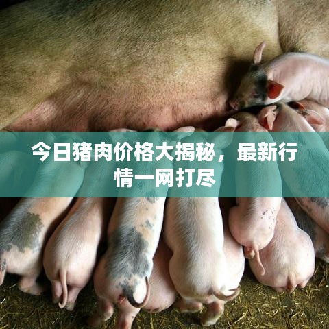 今日猪肉价格大揭秘，最新行情一网打尽