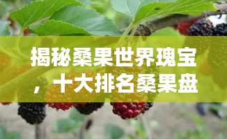 揭秘桑果世界瑰宝，十大排名桑果盘点