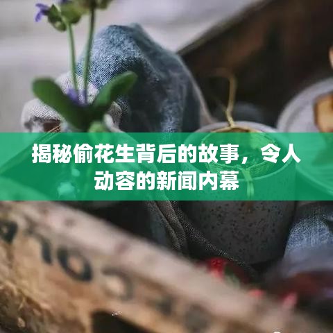 揭秘偷花生背后的故事，令人动容的新闻内幕
