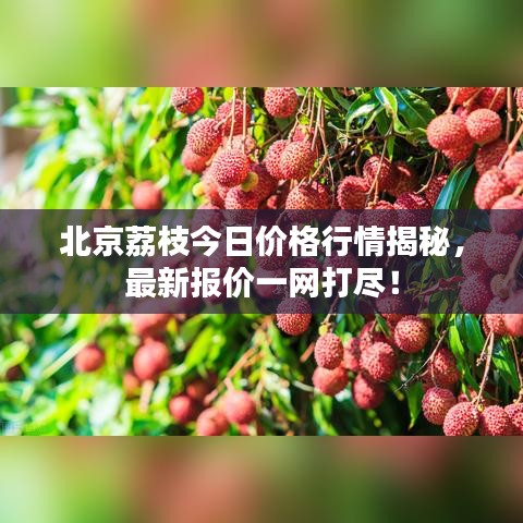 北京荔枝今日价格行情揭秘，最新报价一网打尽！