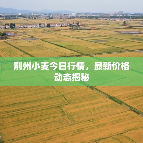荆州小麦今日行情，最新价格动态揭秘