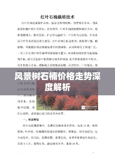风景树石楠价格走势深度解析