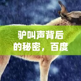 驴叫声背后的秘密，百度带你探索奥秘！