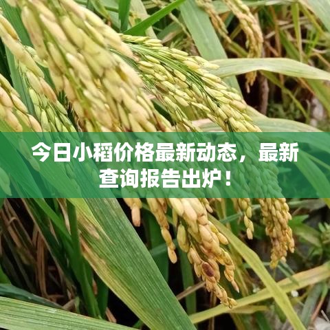 今日小稻价格最新动态，最新查询报告出炉！