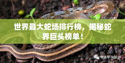 世界最大蛇场排行榜，揭秘蛇界巨头榜单！