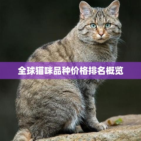 全球猫咪品种价格排名概览