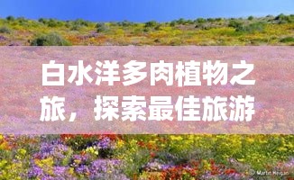 白水洋多肉植物之旅，探索最佳旅游攻略