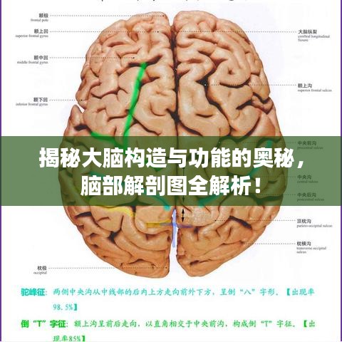 揭秘大脑构造与功能的奥秘，脑部解剖图全解析！