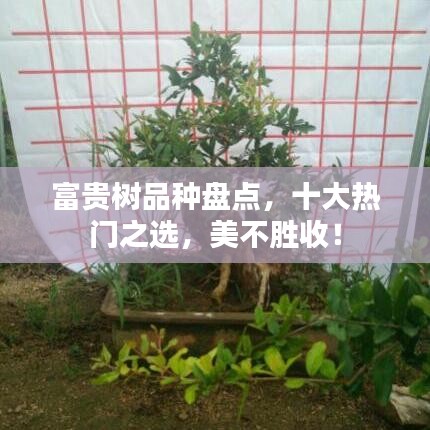 富贵树品种盘点，十大热门之选，美不胜收！